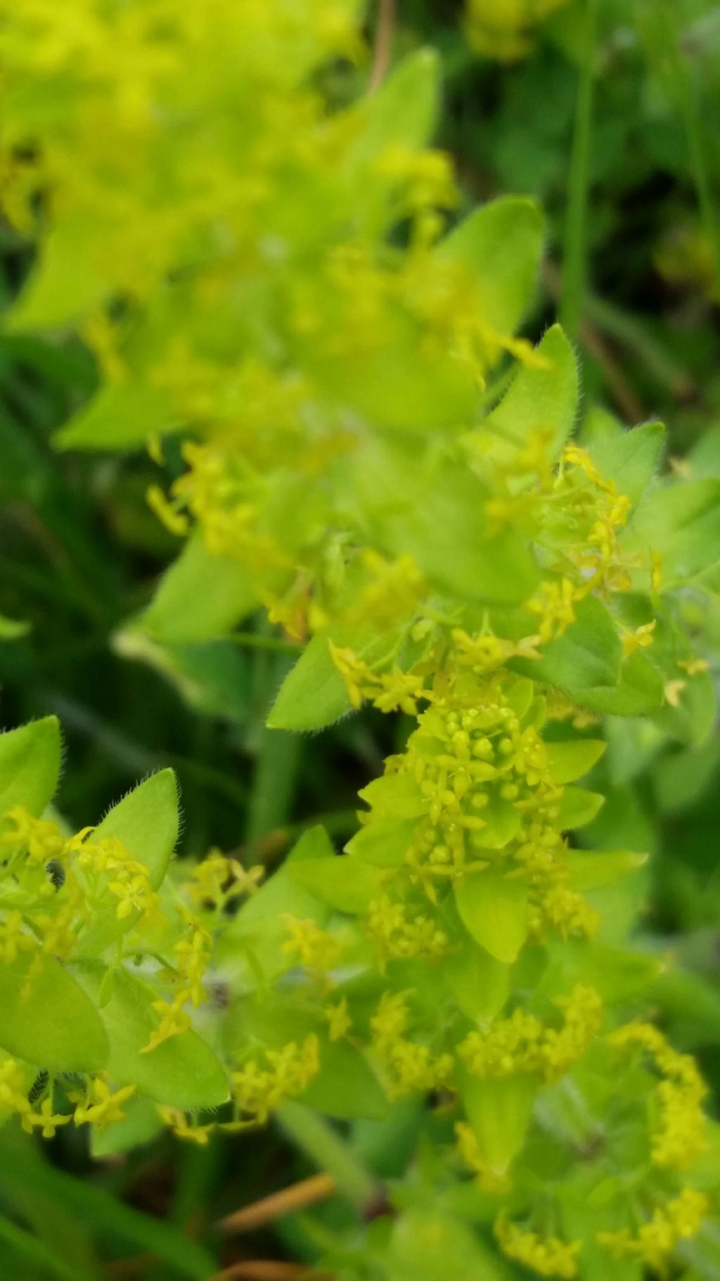 Cruciata laevipes (Rubiaceae)